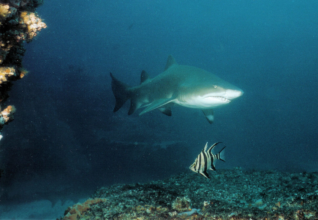 Carcharias taurus (Squalo toro)